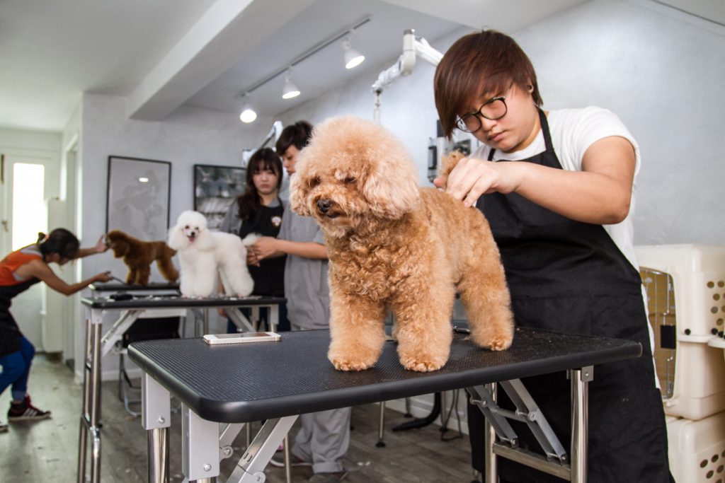 Dog Grooming Schools | EHIC